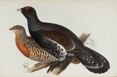 Gallo del bosco